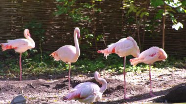 Pembe flamingo kuş gölü suyu. Flamingo hayatı. Doğa hayvanı.