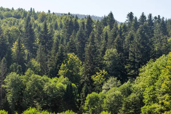 Smereka bitkisi. Dağlar Karpatlar 'a ait. Yazın Hill Ormanı Ağaçları. Doğa yaz yeşili gün