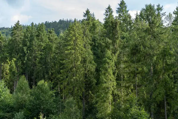 Yeşil Orman ağaçları. Doğa arkaplanı.