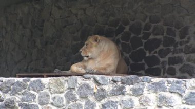 Dişi aslan uzanır ve dinlenir. Hayvanat bahçesindeki büyük vahşi kedi.