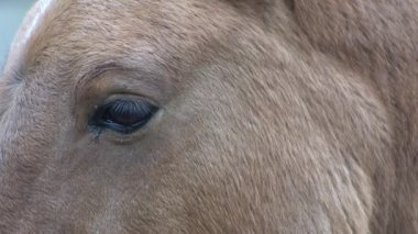At kafası ve göz. Portreyi kapat. Kahverengi Przewalski At kürkü