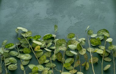 Yeşil yapraklı arka plan. Lunaria Annua gidiyor. Kurumuş çiçek para bitkisi.