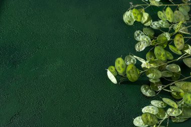 Yeşil yapraklı arka plan. Lunaria Annua gidiyor. Kurumuş çiçek para fabrikası. Boşluk çiçeğini kopyala