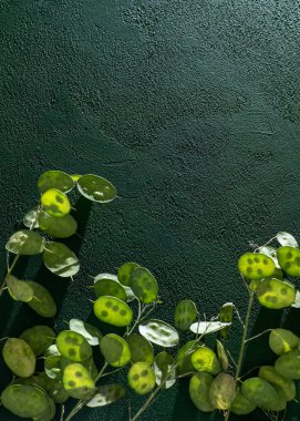 Yeşil yapraklı arka plan. Lunaria Annua gidiyor. Kurumuş çiçek para fabrikası. Boşluk çiçek dalını kopyala