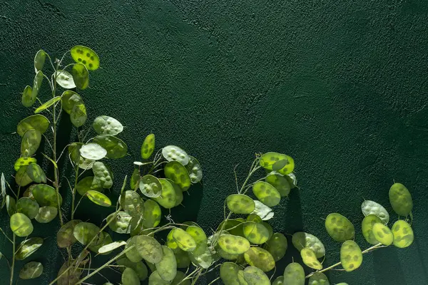 Yeşil arkaplan kopyalama alanı. Lunaria Annua gidiyor. Kurumuş çiçek para bitkisi.