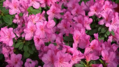 Azalea tomurcuğu. Bahçedeki Rhododendron bitkisi. Pembe arkaplan