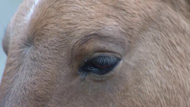 At kafası ve üzgün bakışlar. Yakından bir portre. Kahverengi Przewalski At kürkü