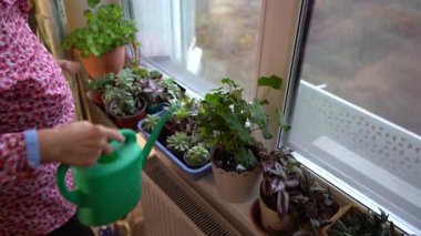 Büyükannem evdeki pencere eşiğine çiçek serper. Yaşlı bir kadın ev bitkileriyle ilgilenir. Su bidonu. Pencere Bahçesi