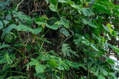 Yeşilli Yeşil Canavar Tropik bitki örtüsünde Yapraklar. Doğa