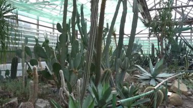 Farklı tipte kaktüsler, şekiller ve boyutlar. Sulu bitkiler. Dikenli çiçekler. Sera bahçesi