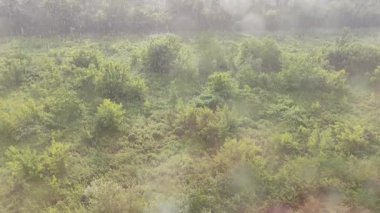 Yukarıdan yağmur yağıyor. Güneşli bir yaz gününde yeşil ağaçların üzerine düşer. Pencere