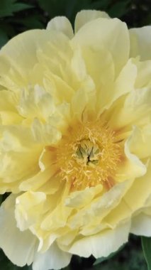 Sarı Şakayık. Bud Çiçek Yaprakları bitki çalısı