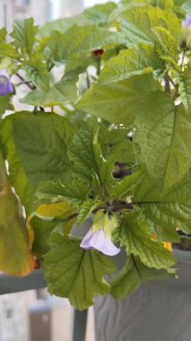 Tomurcuklu Physalis çiçeği. Saksıda bitki yetiştir. Yeşil yaprak bahçesi