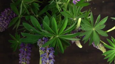 Lupine çiçekleri. Mor ve pembe tomurcuk buketi.