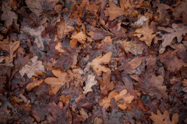 Sonbahar arkaplanı. Meşe yaprakları üstten görünür. Ormanda ıslak yaprak