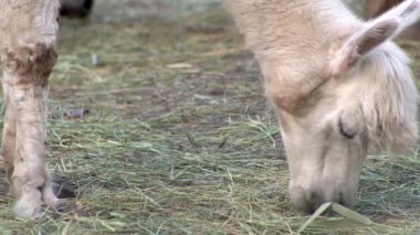 Alpaca Vicugna develerin anavatanından bir hayvan..