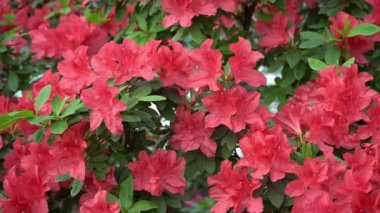 Azalea tomurcuğu. Bahçedeki Rhododendron bitkisi. Kırmızı arkaplan