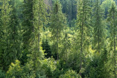 Yeşil Orman ağaçları. Doğa arkaplanı.