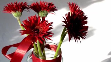 Gerbera Kızıl Çiçekleri. Beyaz arka planda cam vazoda bir buket. Bud çiçek açtı.