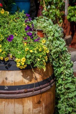 Fıçı Bitkisi 'nde Petunya ve Yeşillik Çiçekleri. Yaz yeşili yapraklar bitki bahçesi. Sarı menekşe tomurcuk.