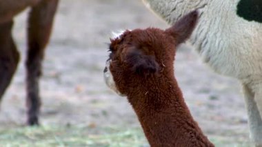 Alpaca Vicugna Pacos hayvan devenin anavatanından. Kahverengi yün kafa..