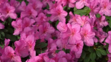 Azalea tomurcuğu. Bahçedeki Rhododendron bitkisi. Pembe taç yaprağı
