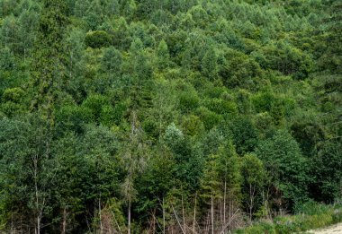 Yeşil Orman ağaçları. Doğa arkaplanı.