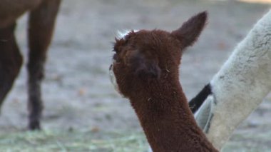 Alpaca Vicugna Pacos hayvan kahverengi ve beyaz başlı