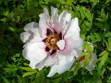 Beyaz Pembe Şakayık Çiçeği Bud. Bahçedeki Çalı