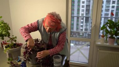 Yaşlı bir kadın budama makası ile bir tradescantia çiçeğini buduyor. Evde çiçeklerle ilgilenmek.