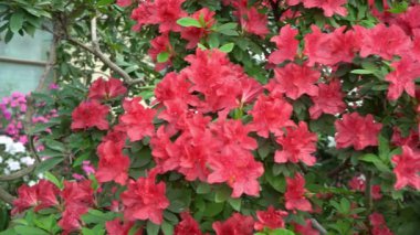 Azalea tomurcuğu. Bahçedeki Rhododendron bitkisi. Kırmızı çalı