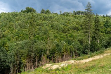 Yeşil Orman ağaçları. Doğa arkaplanı.