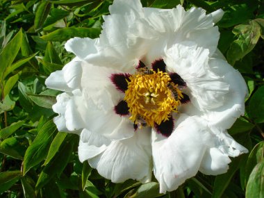 Arılı Beyaz Şakayık Çiçeği. Yaprak tomurcuğu. Yaz çalısı