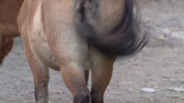 Kahverengi At kuyruğunu sallıyor. Przewalski At Hayvanı. Arka plan.
