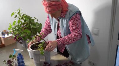 Büyükannem sardunya saksısı naklediyor. Yaşlı bir kadın budama makasıyla bir çiçek keser. Büyükanne evi çiçekleri. Çiçekçilik hobisi. Yeşil yapraklı ev bitkileri