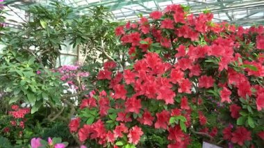 Azalea tomurcuğu. Bahçedeki Rhododendron bitkisi. Yeşil yapraklar