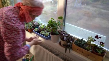 Yaşlı bir kadın pencere pervazında çiçeklerle ilgileniyor. Bir büyükanne, pencerenin yakınındaki bir tencerede sardunya çiçeği yaprakları kesiyor. Su kutusu.