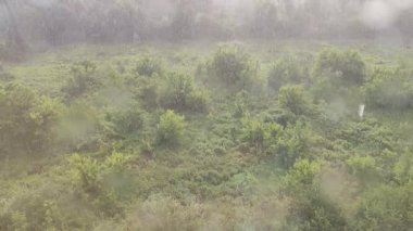 Yukarıdan yağmur yağıyor. Güneşli bir yaz gününde yeşil ağaçların üzerine düşer. Pencere camına damlatıyor. Bahar yeşilliği