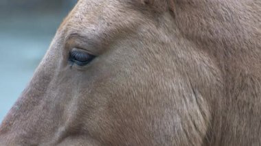 At kafası ve göz. Yakın plan portre. Kahverengi Przewalski At Kürkü