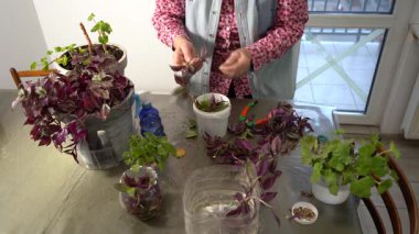 Büyükannem sardunya ve tradescantiayı saksıya naklediyor. Çiçek taşıyan kadın. Büyükannem eve çiçek getirdi. Çiçekçilik hobisi. Yeşil yapraklı ev bitkileri