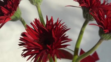 Gerbera Kızıl Çiçekleri. Beyaz çiçekli arka planda bir buket. Bud çiçek açtı.