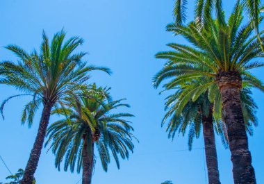 Palmiye ağaçları yeşil bitki mavi gökyüzü arka planı. Yaz günü.