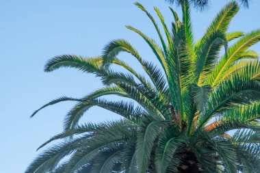 Palmiye ağaçları yeşil yapraklar mavi gökyüzü arka planını oluşturur. Yaz arkaplanı