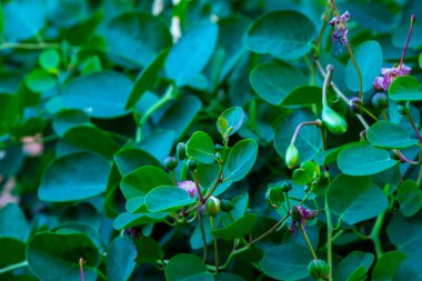Meyve hasadı. Bahçedeki çalıların üzerinde yeşil yapraklar.