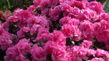 Azalea tomurcuğu. Bahçedeki Rhododendron bitkisi. Çiçek arkaplan. Pembe taç yaprağı