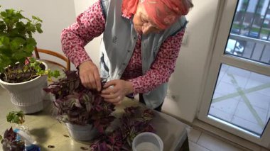 Yaşlı bir kadın budama makası ile bir tradescantia çiçeğini buduyor. Evde çiçeklerle ilgilenmek. Büyükanne aktivitesi