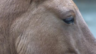 At kafası ve göz. Yakından bir portre. Kahverengi Przewalski At kürkü