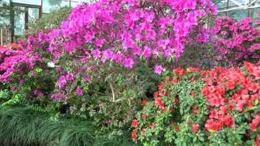 Azalea tomurcuğu. Bahçedeki Rhododendron bitkisi.