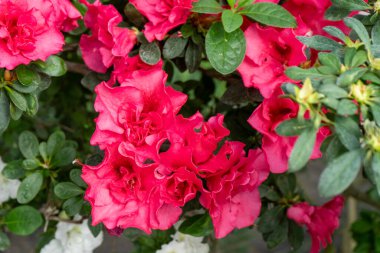 Azalea tomurcuğu. Bahçedeki Rhododendron bitkisi. Çiçek arkaplan. Pembe tomurcuklar
