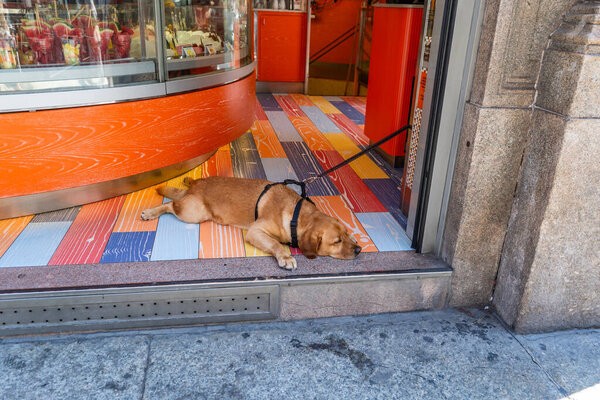 Собака лабрадора-ретривера спала на полу в магазине. Жаркий летний день. Собака лежит перед магазином. Итальянская сиеста